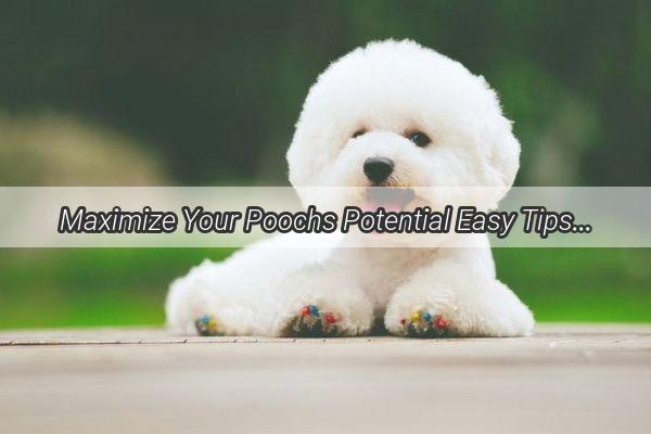 Maximize Your Poochs Potential Easy Tips to Boost Your Dogs Nutritional Intake